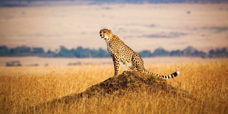 Kenya Maasai Mara Cheetah