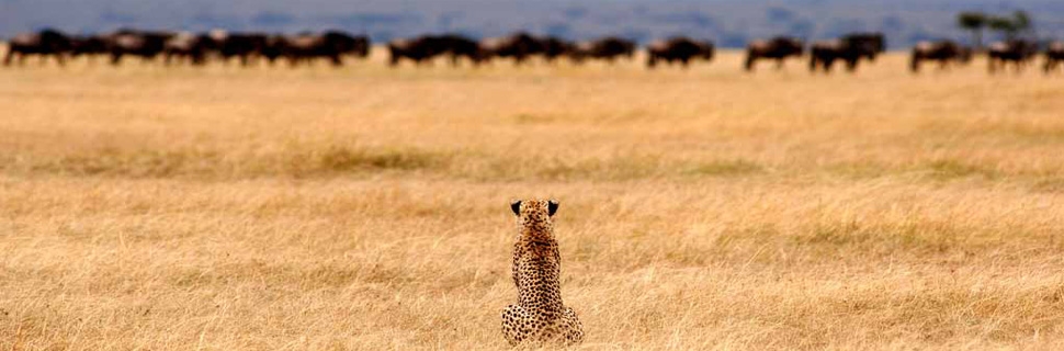 Lion Standing at Serengeti National Park